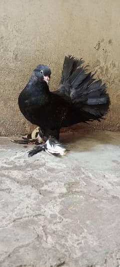 Black laka pigeon pair 0