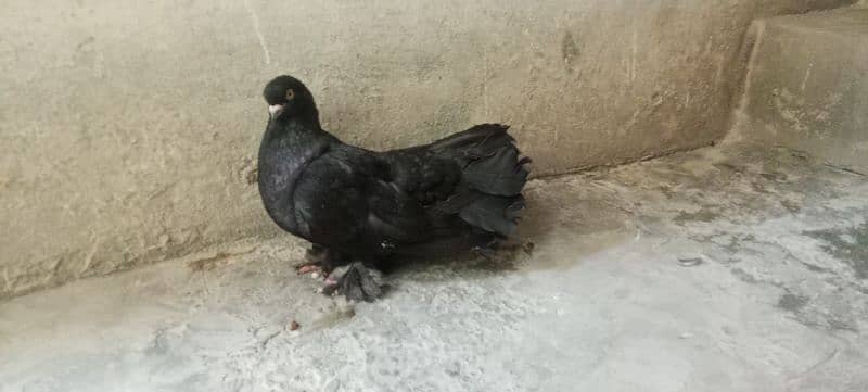 Black laka pigeon pair 1