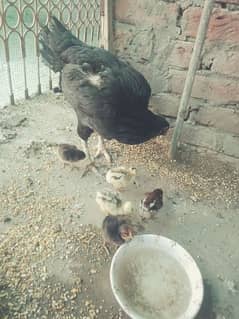 hen with chqs 10