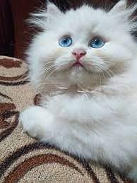 kitten blue eyes