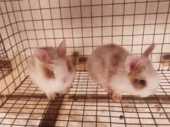 Rabbit breeder female with Bunnies for sale