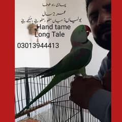 Katha Raw Male Parrot Full Healthy