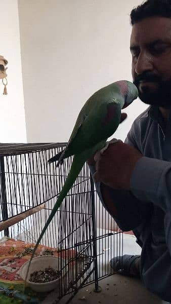 Katha Raw Male Parrot Full Healthy 1