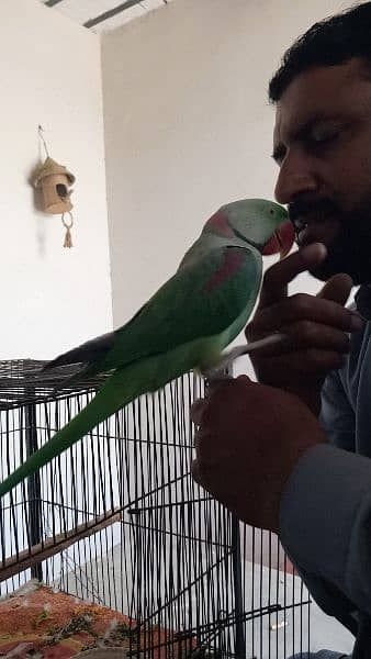 Katha Raw Male Parrot Full Healthy 3