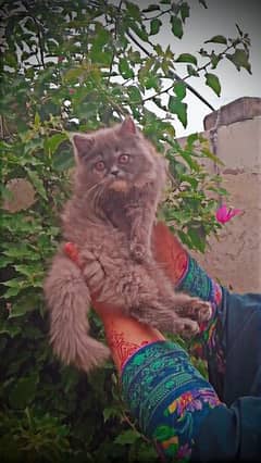 Grey colour Persian cat