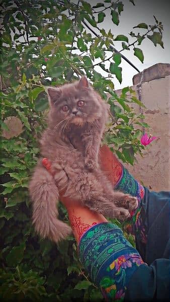 Grey colour Persian cat 0