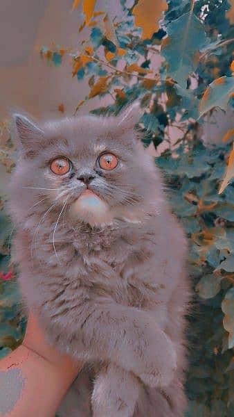 Grey colour Persian cat 1