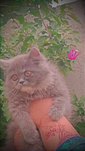 Grey colour Persian cat 2