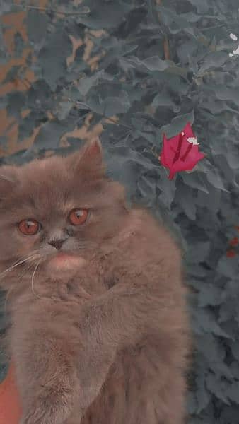 Grey colour Persian cat 3
