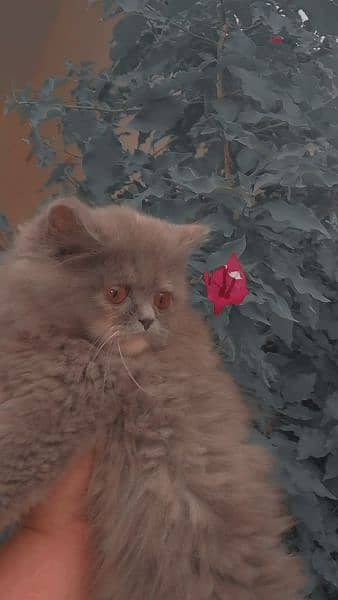 Grey colour Persian cat 4