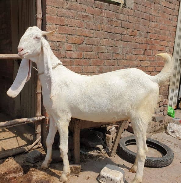4 bakra /goat /qurbani bakra /goat for sale 1