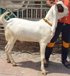 4 bakra /goat /qurbani bakra /goat for sale 0
