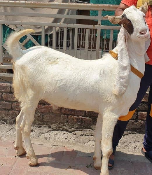 4 bakra /goat /qurbani bakra /goat for sale 2