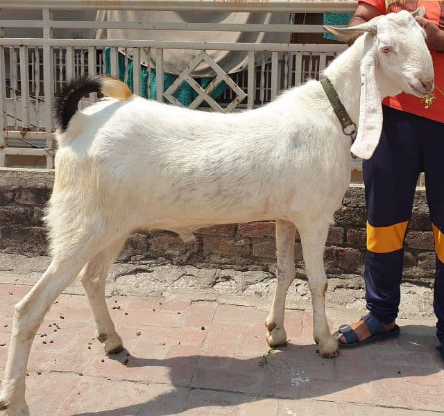 4 bakra /goat /qurbani bakra /goat for sale 3