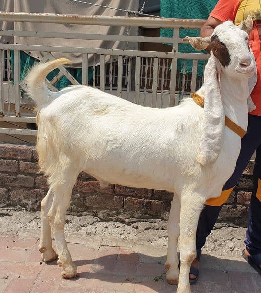 4 bakra /goat /qurbani bakra /goat for sale 4