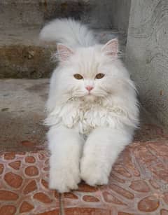 Persian Cat white female smoke color male 0