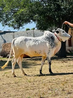 Qurbani k lea bulls available for sale 2024