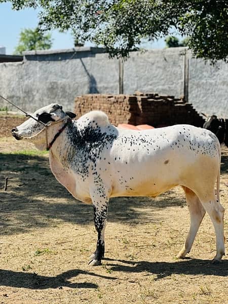 Qurbani k lea bulls available for sale hain 2024 1