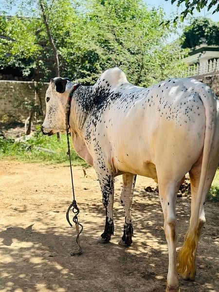 Qurbani k lea bulls available for sale hain 2024 4