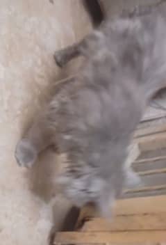 Persian Cat for Sale accessories of
