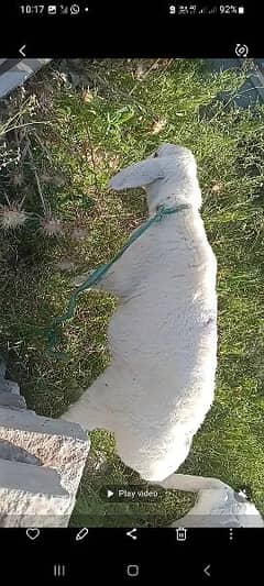 full white turky shepp for sale and 1male bakra for sale