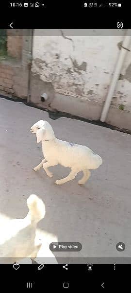 1male bakra for sale 1