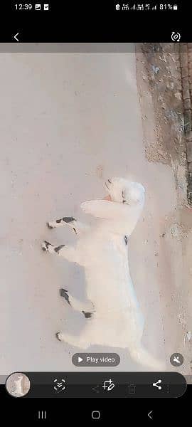1male bakra for sale 8