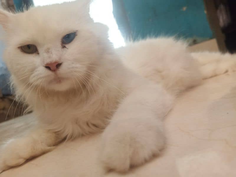 white fluffy persian cat 0