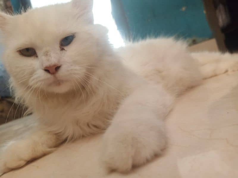 white fluffy persian cat 1