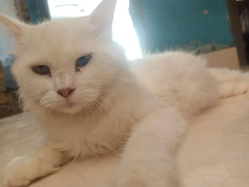 white fluffy persian cat 2