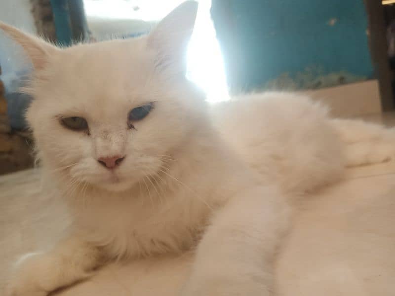 white fluffy persian cat 3