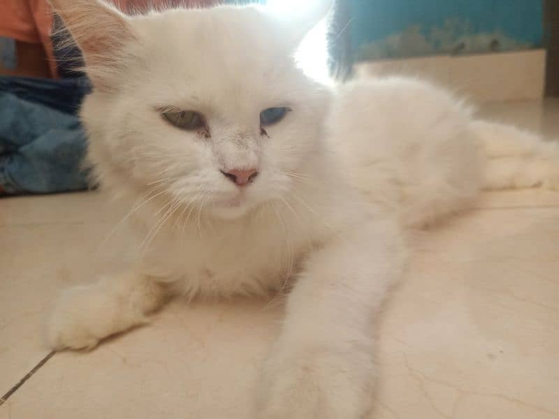 white fluffy persian cat 4