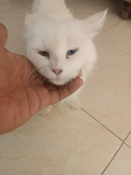 white fluffy persian cat 5