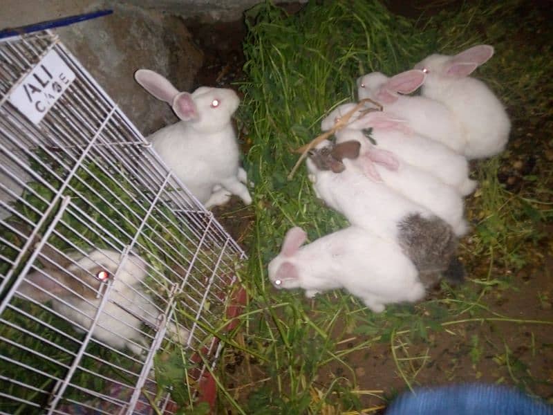 rabbits with banes , rabbit beby, kharghosh k bachy rabbits pair 0