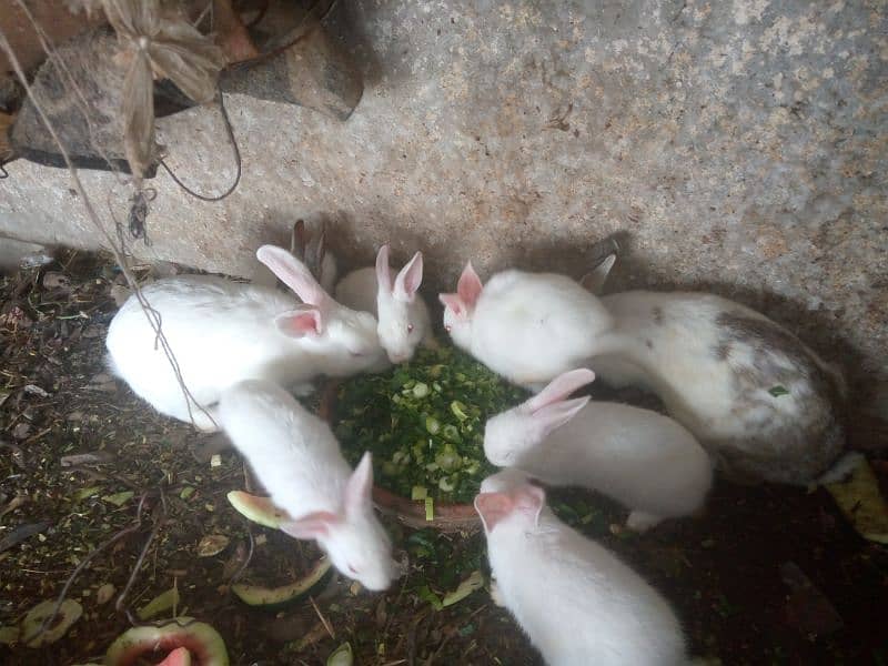 rabbits with banes , rabbit beby, kharghosh k bachy rabbits pair 2