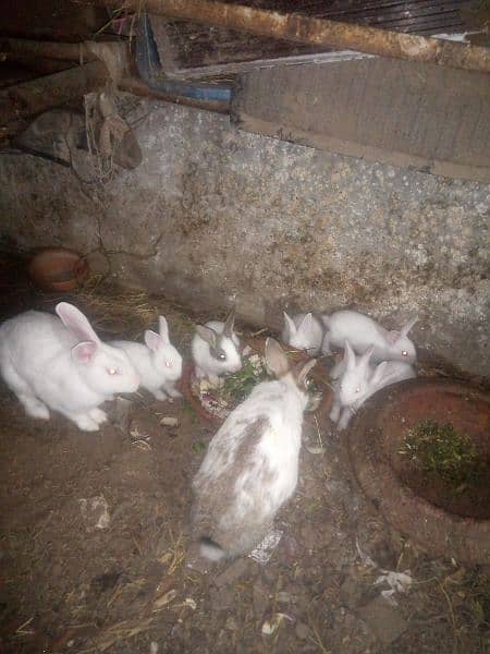 rabbits with banes , rabbit beby, kharghosh k bachy rabbits pair 3