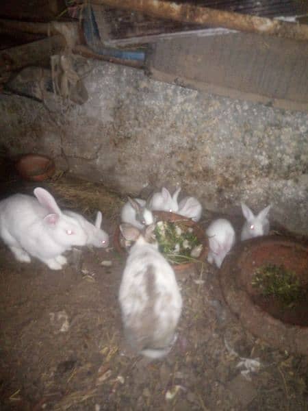 rabbits with banes , rabbit beby, kharghosh k bachy rabbits pair 5
