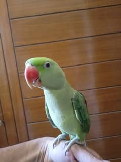 Talking Raw Parrot Female Hand Trained
