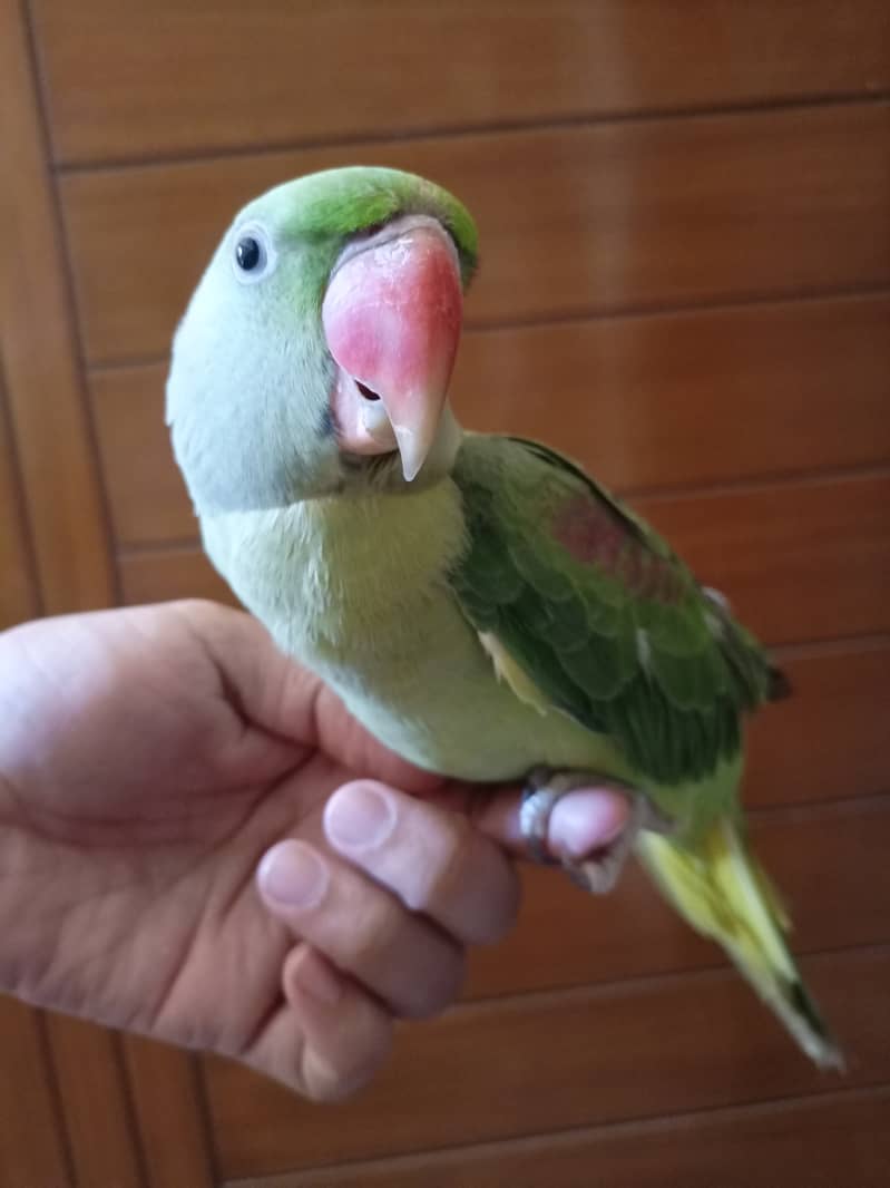 Talking Raw Parrot Female Hand Trained 1