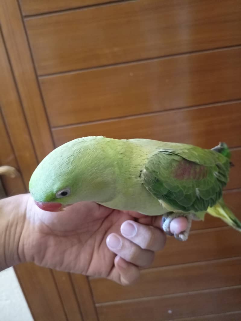 Talking Raw Parrot Female Hand Trained 2