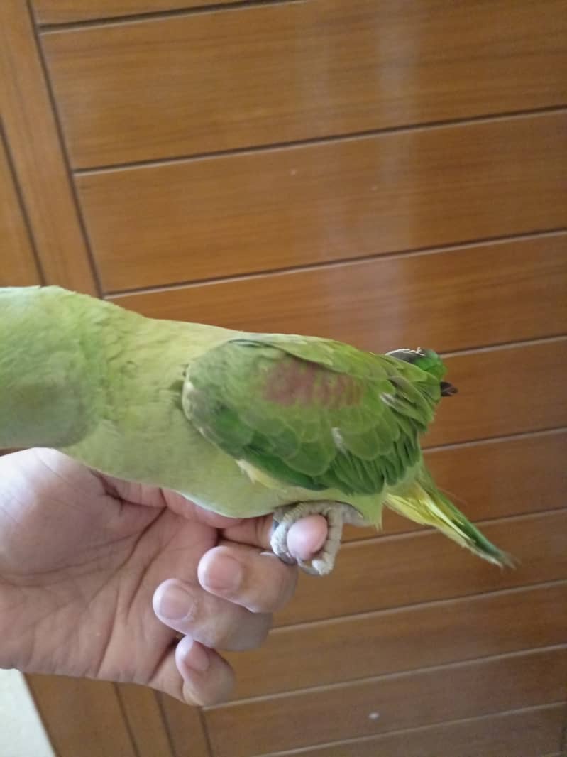 Talking Raw Parrot Female Hand Trained 3