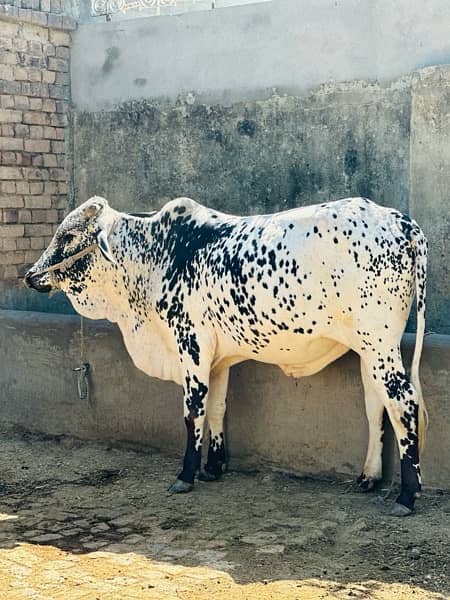 Qurbani k lea bulls available for sale hain 2024 10