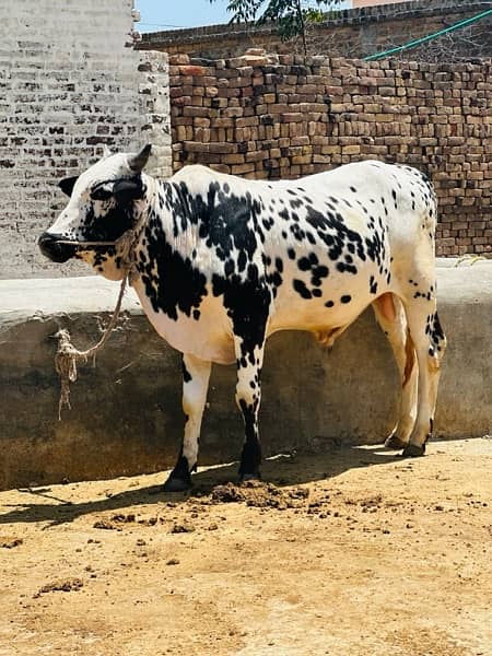 Qurbani k lea bulls available for sale hain 2024 13