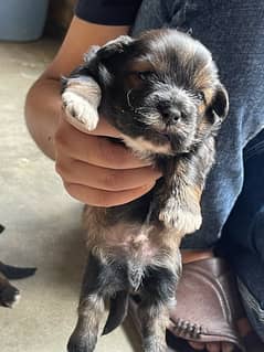 small dog baby shitzu for sale