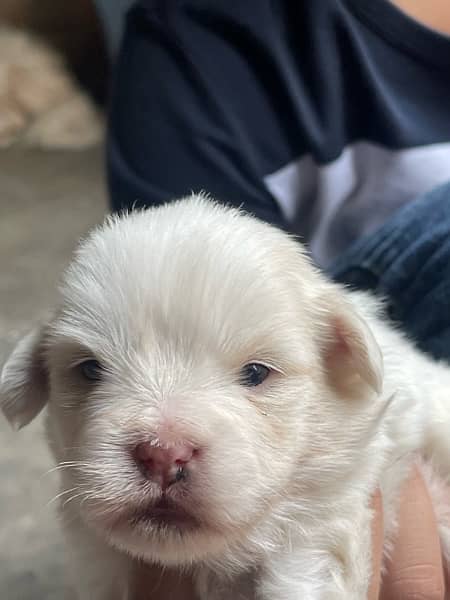 small dog baby shitzu for sale 1