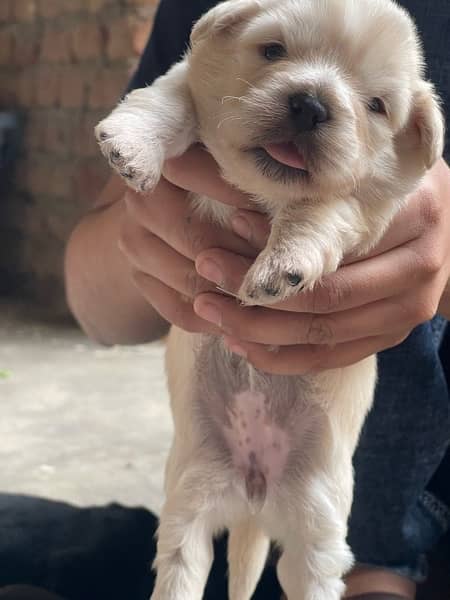 small dog baby shitzu for sale 2