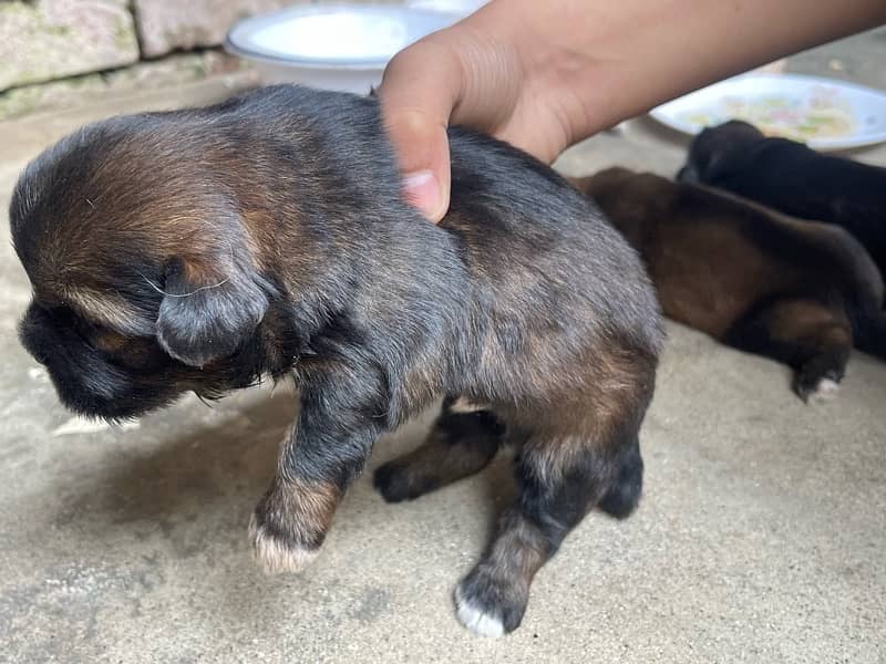 small dog baby shitzu for sale 3