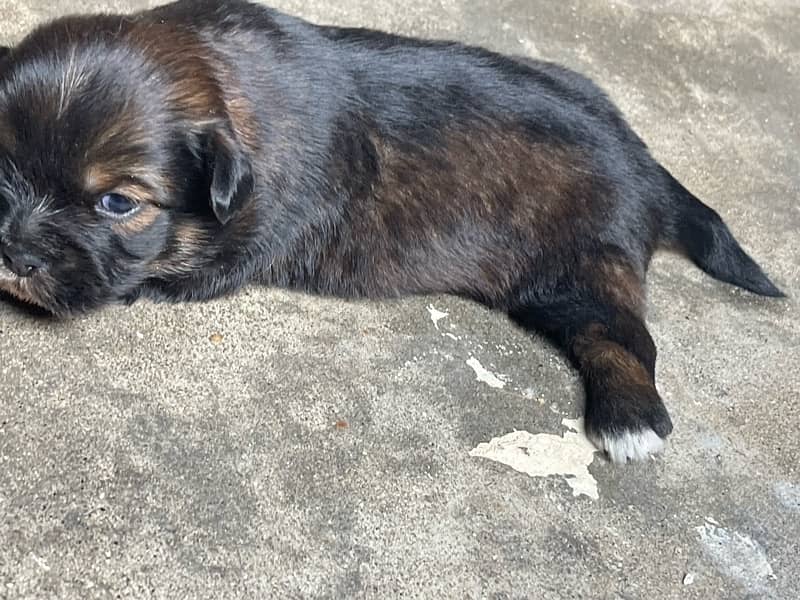 small dog baby shitzu for sale 4