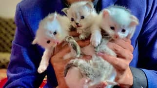 Persian cat triple coat. Female is white and male is grey. 4 kittens 0