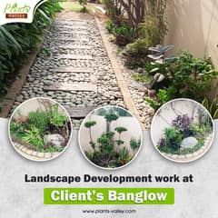 Plant Garden Landscape Home decor 0